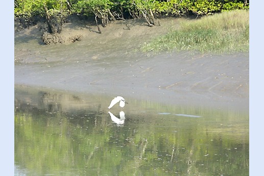 Viaggio in India 2008 - Sunderbans